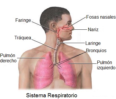 Partes del sistema respiratorio